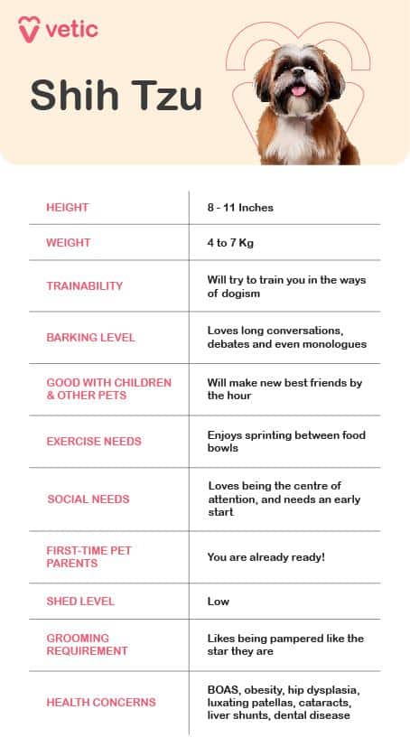 Essential commands every Shih Tzu must learn