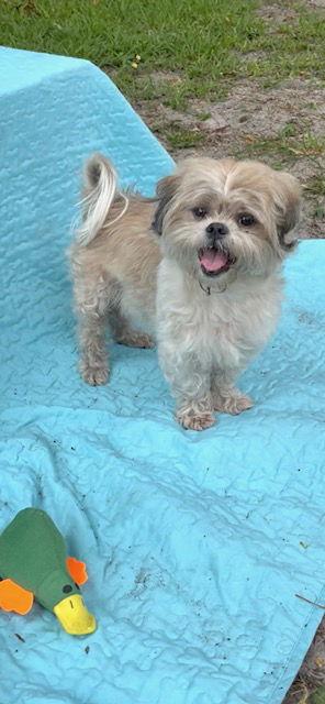 Adopt or Buy a Shih Tzu? Advantages and Disadvantages