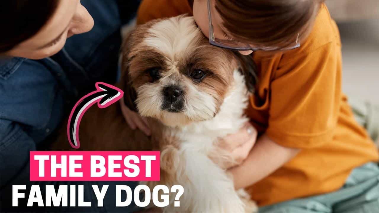 Hoe gedraagt een Shih Tzu zich tegenover kinderen en andere dieren?