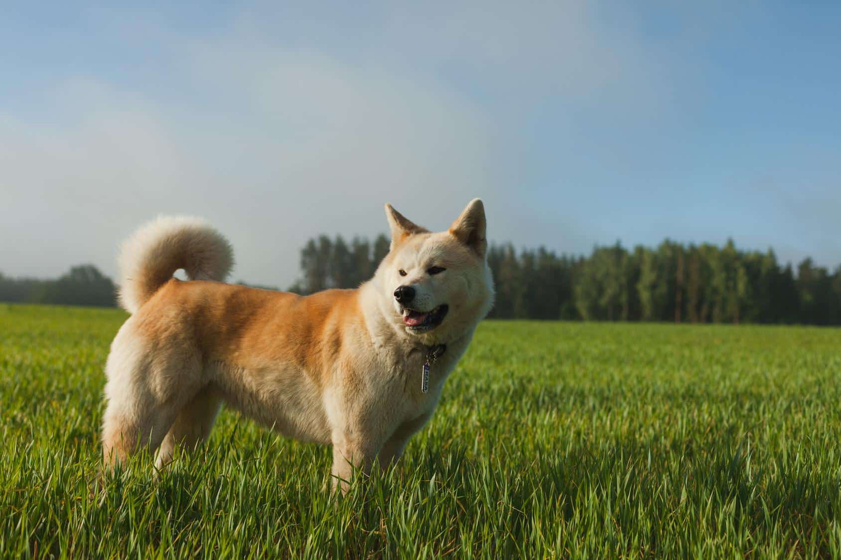 How to Maintain the Optimal Weight of a Japanese Akita and Prevent Obesity