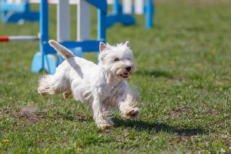 The Best Activities for a Westie: How to Keep Him Happy and Active