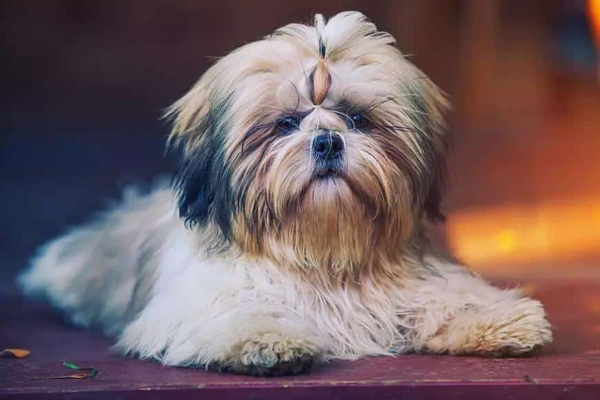 Hogyan idomítsd Shih Tzu kutyádat: gyakorlati tanácsok egy engedelmes kutyához