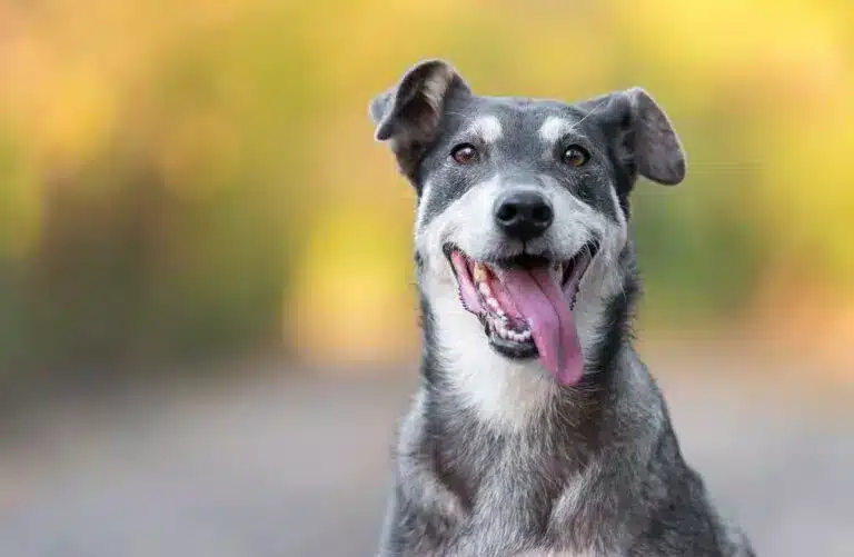 Lerne die Sprache deines Welpen: Ein Leitfaden von Royal Canin