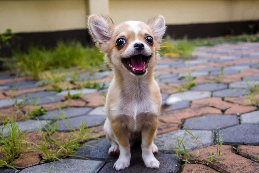 Hogyan válassz felelős tenyésztőt, amikor Chihuahua-t vásárolsz