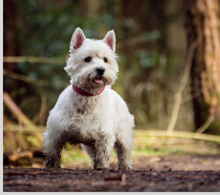 Adottare o comprare un Westie? Vantaggi e svantaggi