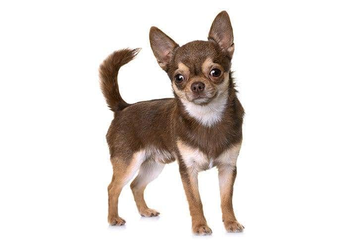5 erstaunliche Fakten über Chihuahua, die Sie noch nicht kannten