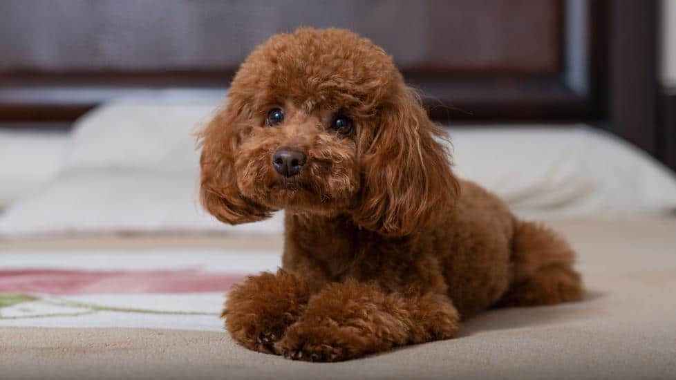 Pflege und Instandhaltung des Caniche Toy