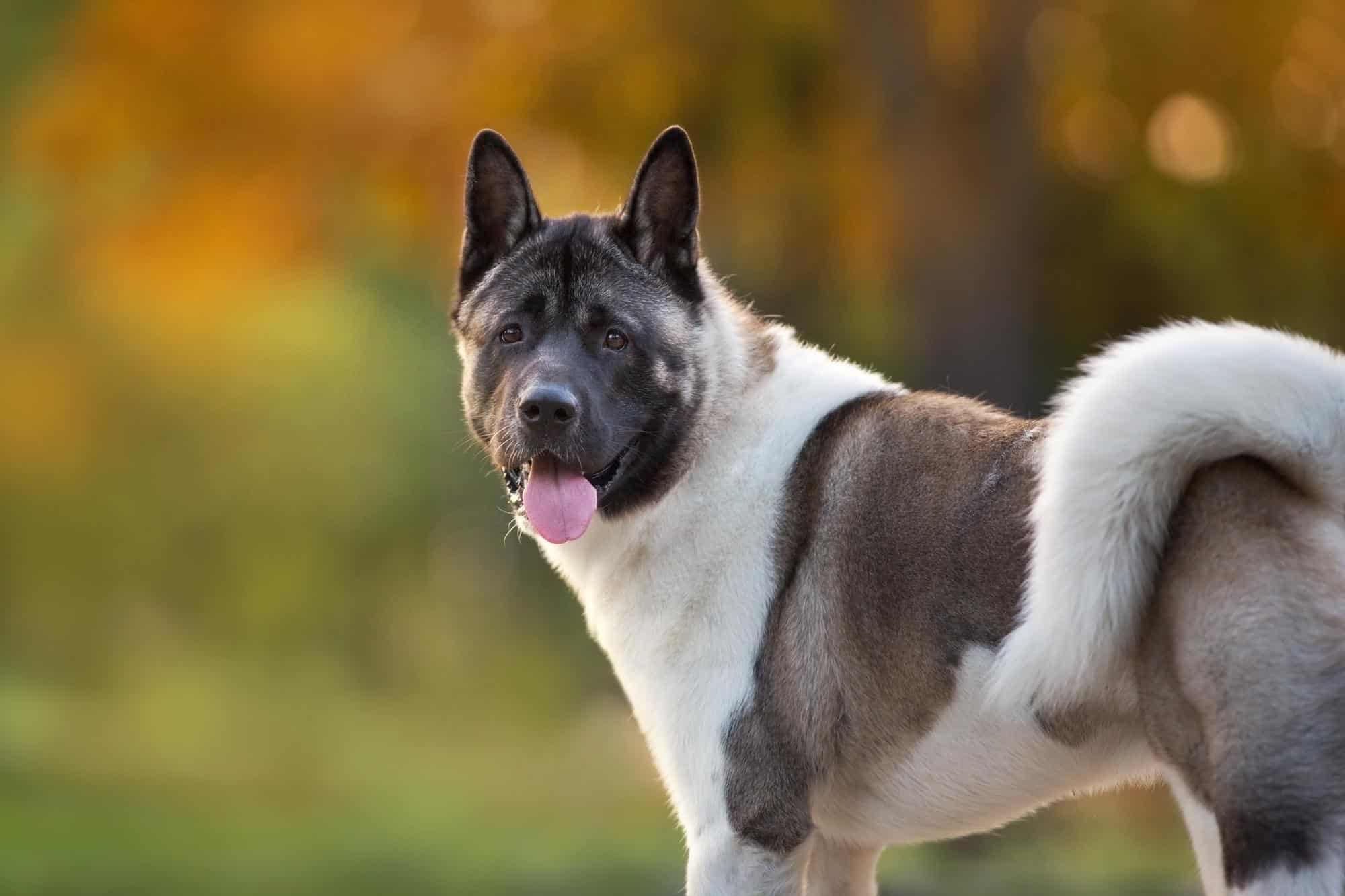 How to Choose a Balanced Diet for Your American Akita