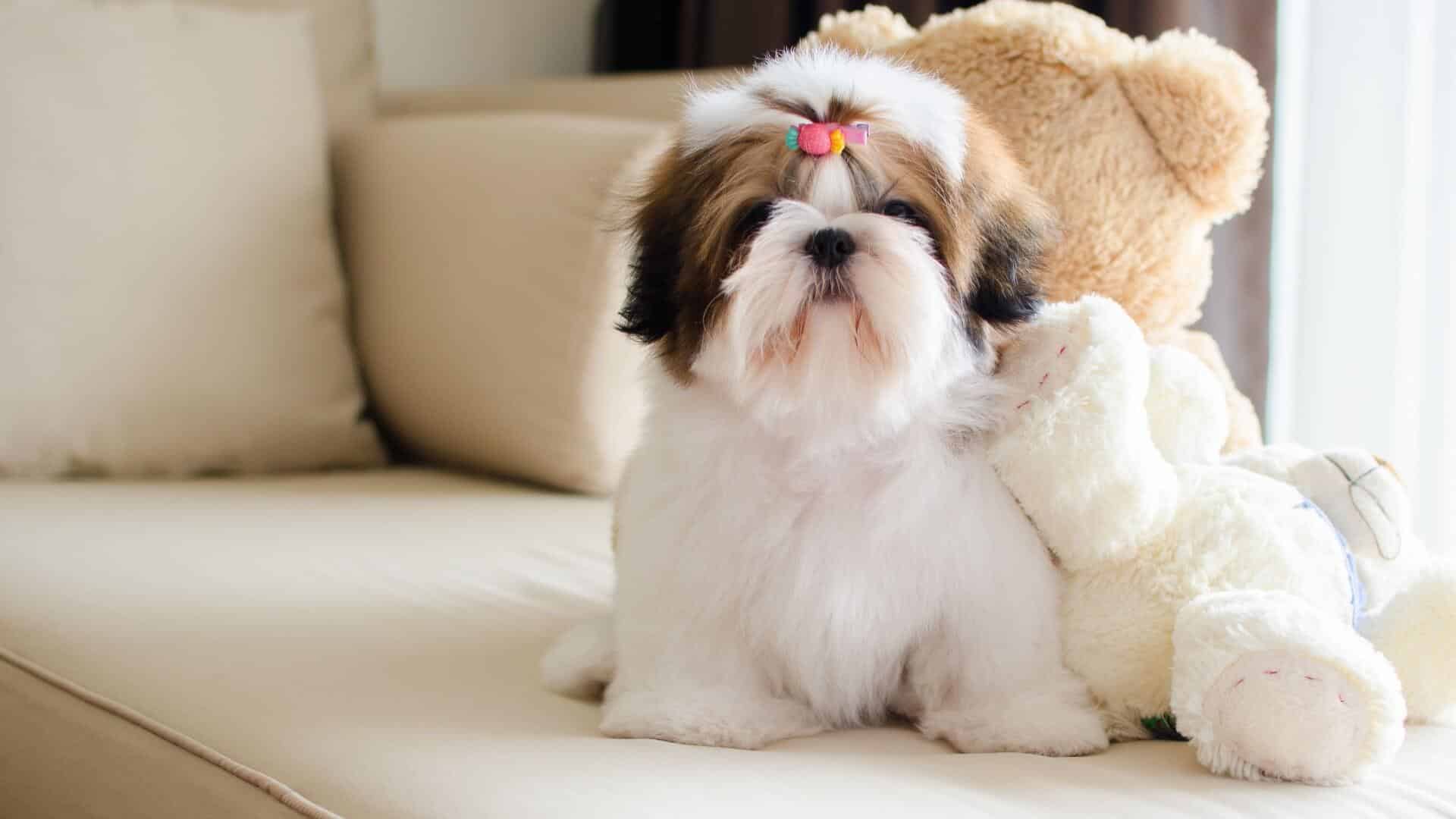 Jak správně socializovat Shih Tzu, aby se zabránilo agresivitě nebo strachu?