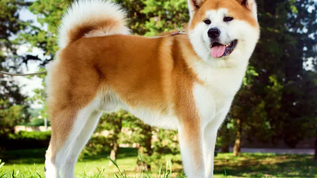 Péče‍ a⁤ výcvik psů Akita⁢ Americká:‍ lekce z proslulých příběhů