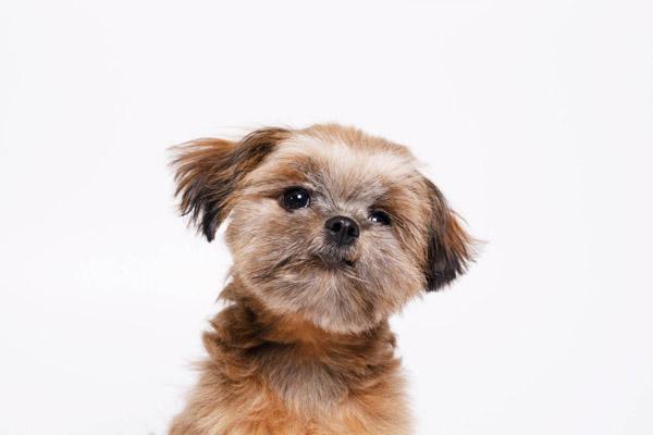 Energieniveau van een Shih Tzu: hoeveel beweging heeft hij dagelijks nodig?