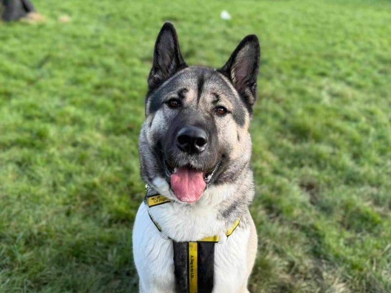 Adotti o compri un Akita Americano? Vantaggi e svantaggi