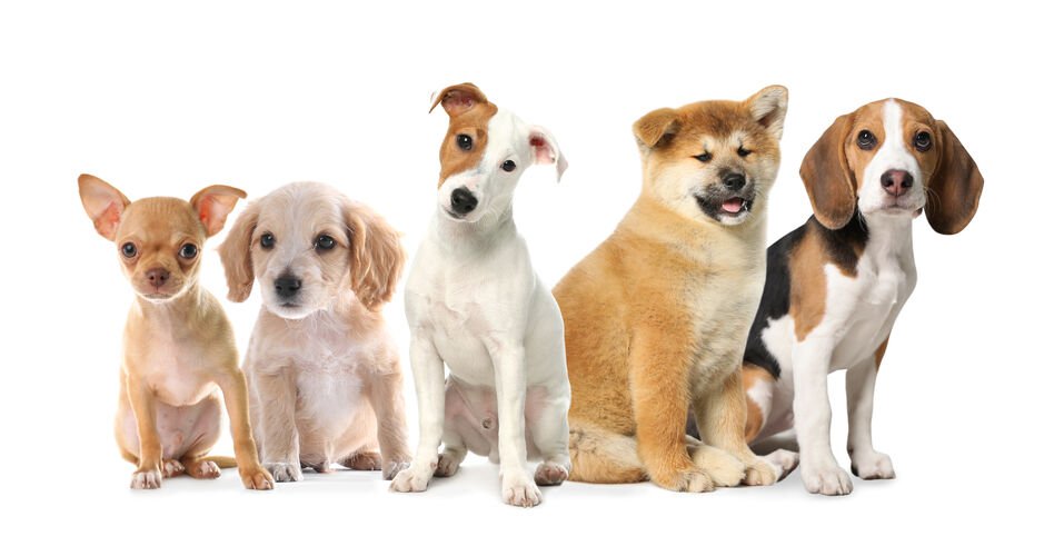 Practical guide to choosing the perfect puppy according to your needs