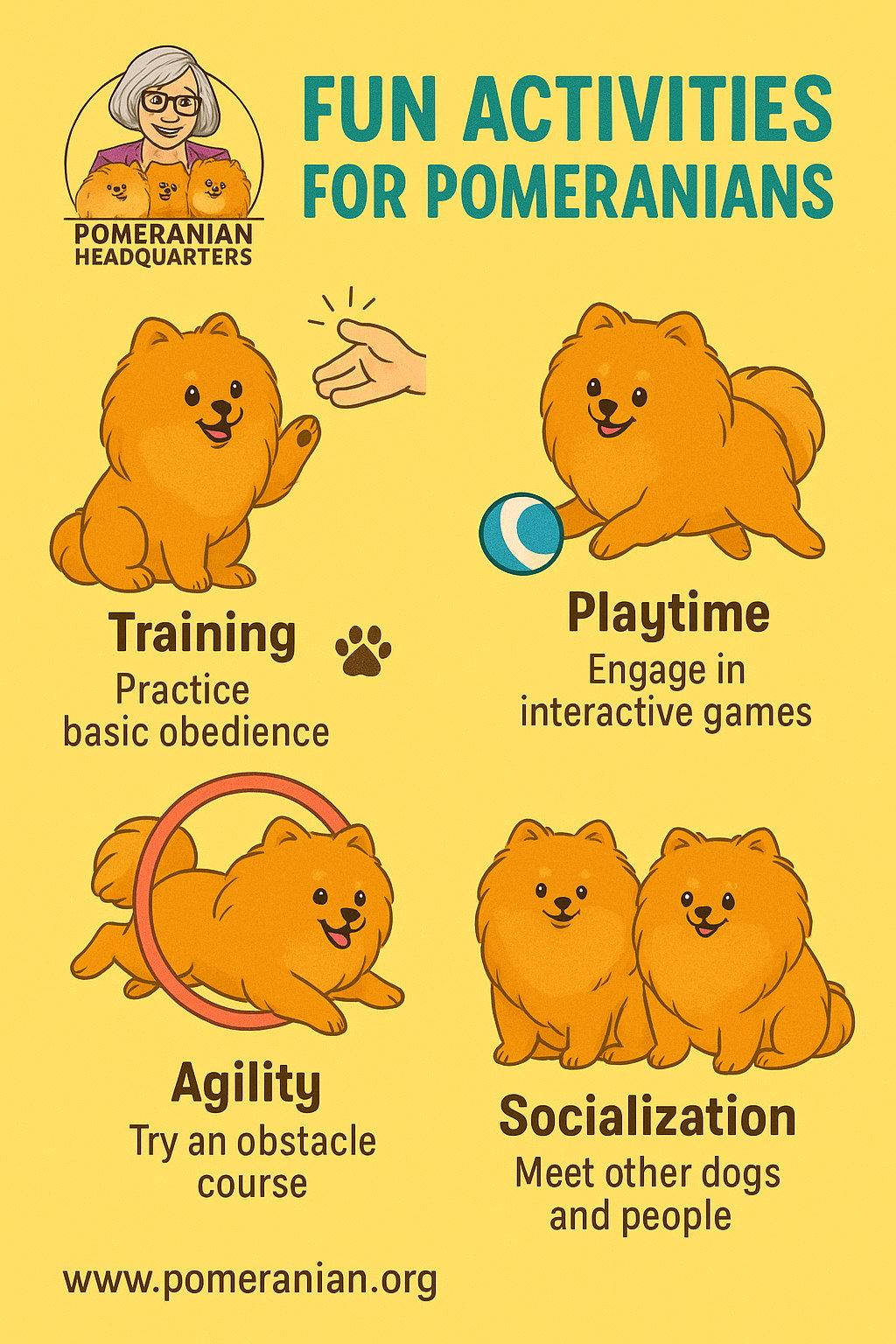 De beste activiteiten voor een Pomeranian: hoe je hem gelukkig en actief houdt