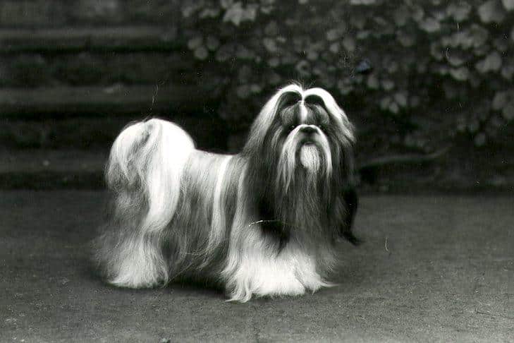 The Origin of the Shih Tzu Breed: The Story Behind This Special Dog