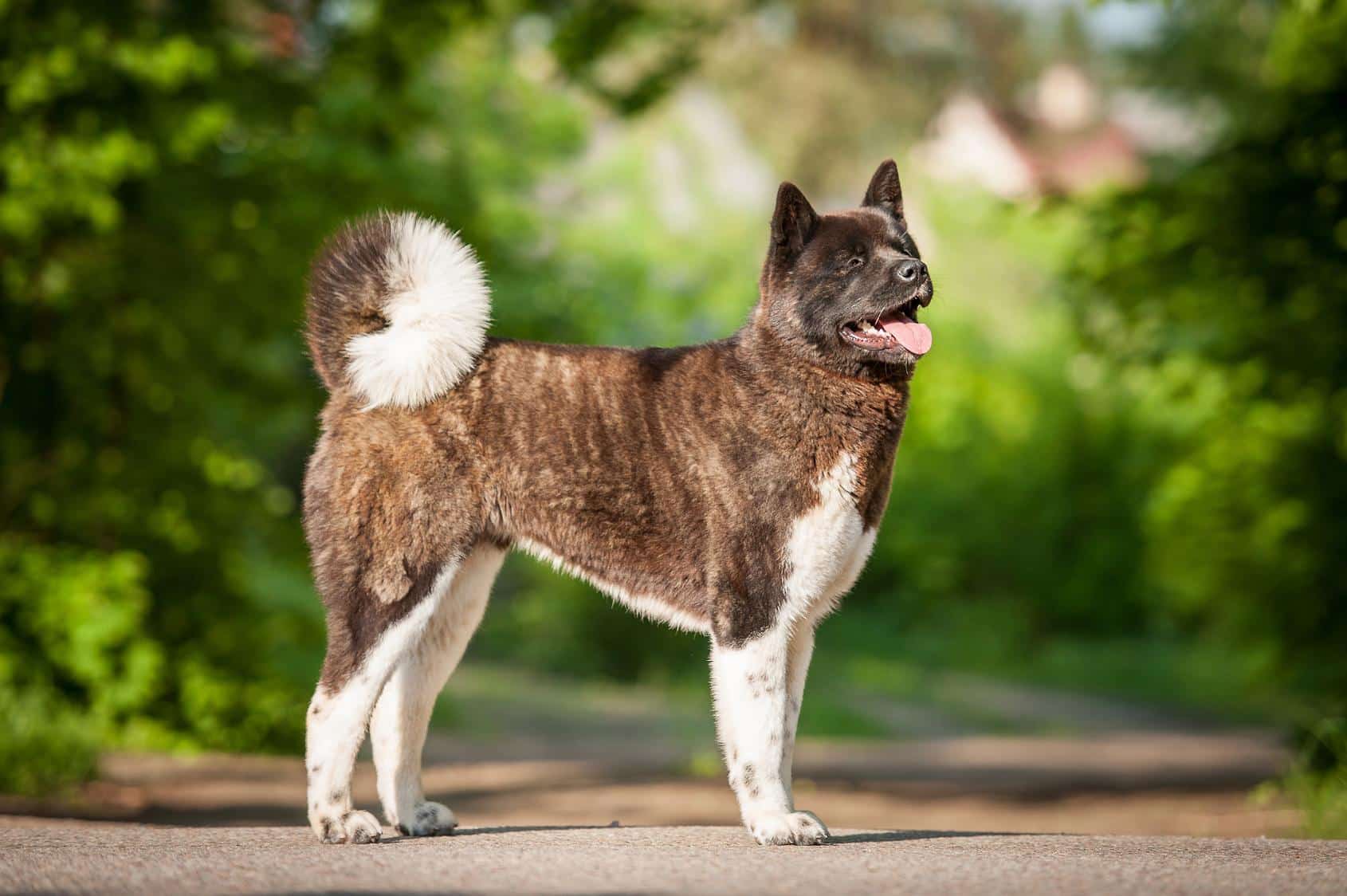 Je americký akita vhodný do bytu, nebo potřebuje zahradu?