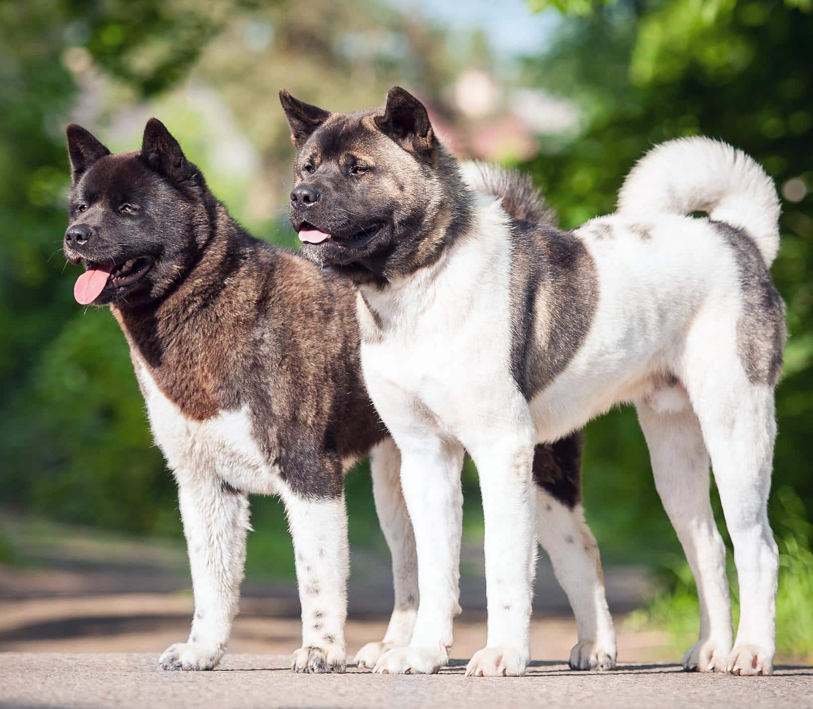 Jak často je třeba vést Akitu Americkou k veterináři na pravidelné kontroly?