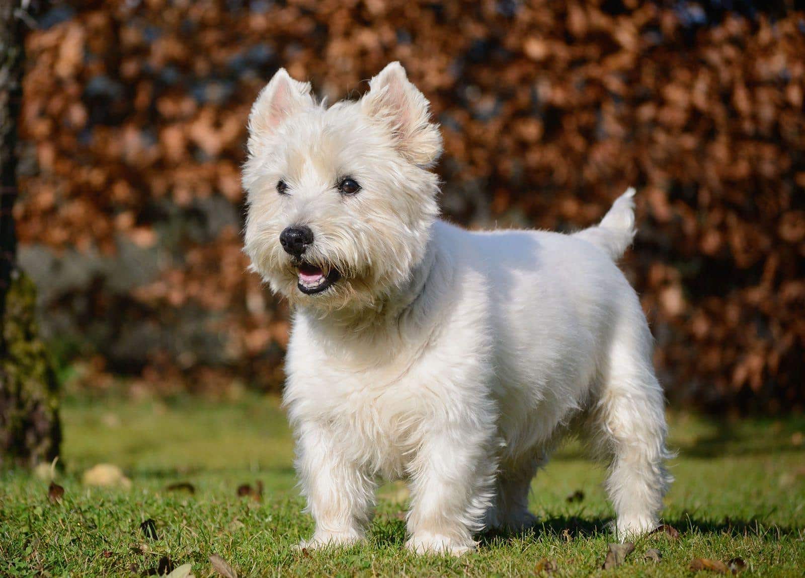Die Persönlichkeit eines Westies: loyal, verspielt oder unabhängig?