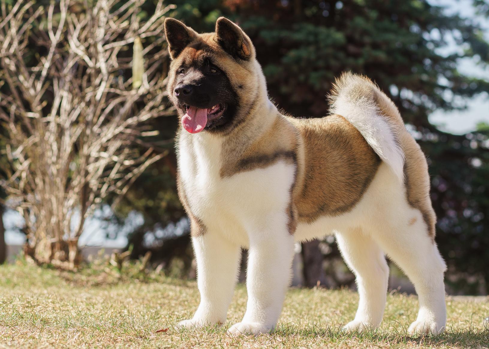Wie anfällig ist der American Akita für Gesundheitsprobleme? Was Sie wissen sollten