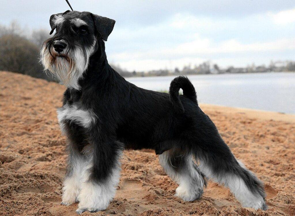 A legjobb gyakorlatok a törpe schnauzer egészségének és boldogságának megőrzéséhez