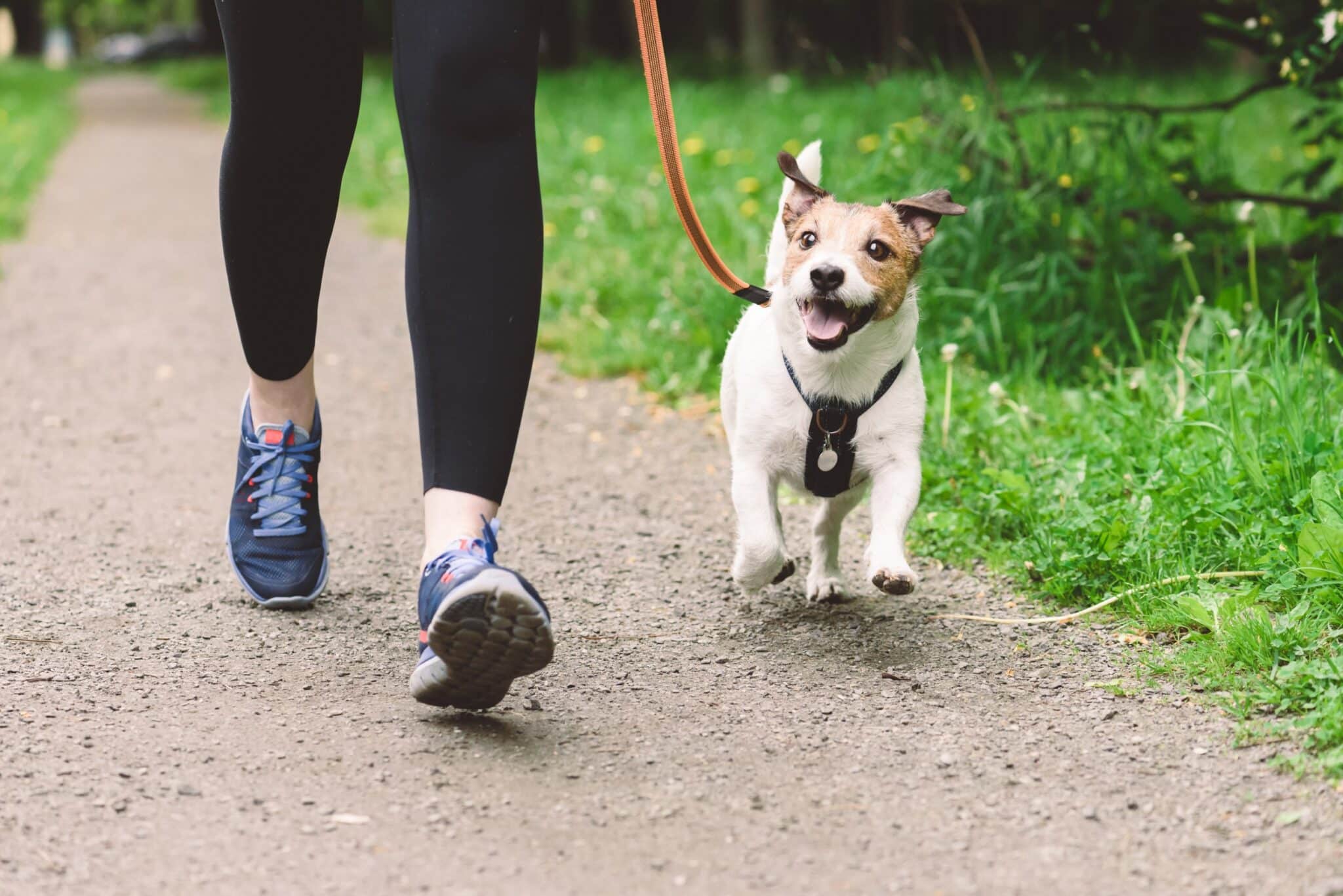 6 Tips for a Proper Walk with Your Dog