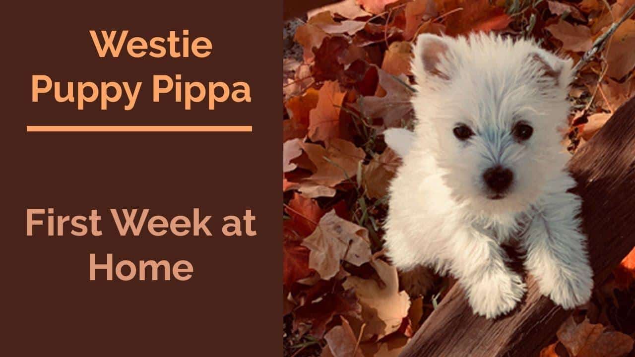 Tips for the First Week with a Westie at Home