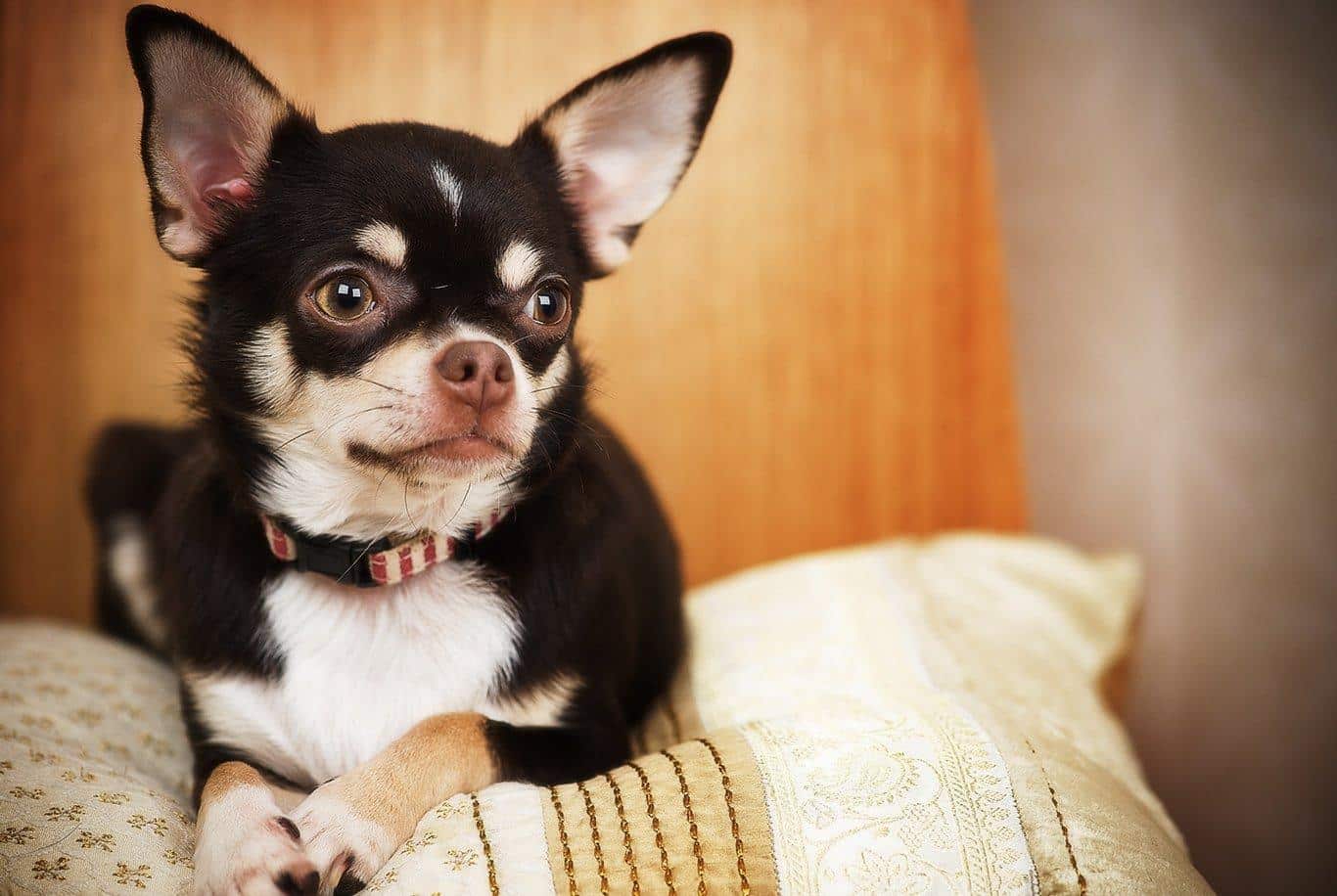 Hogyan tartsd fent egy Chihuahua optimális súlyát és előzd meg az elhízást
