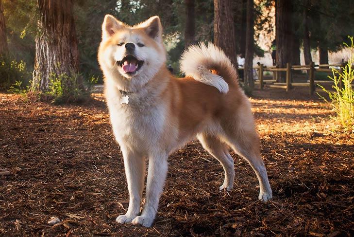 Hoe reis je met een Japanse Akita: tips voor stressvrije reizen