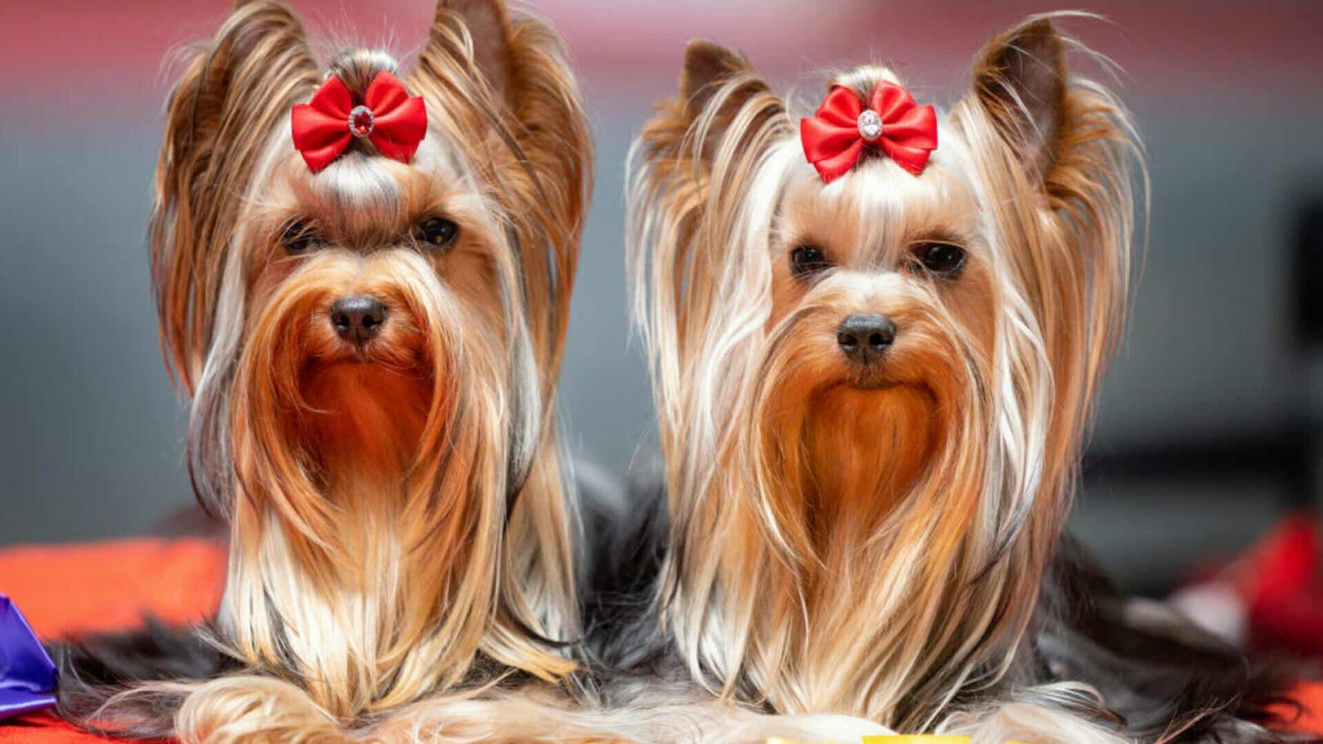 Famous Dogs of the Yorkshire Terrier Breed: Fascinating Stories