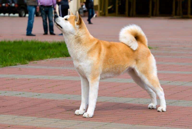 The Complex Personality of the Japanese Akita