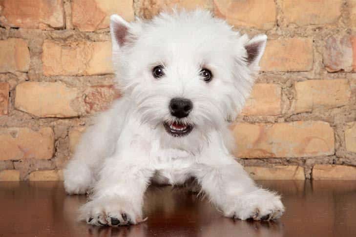 Famous dogs of the Westie breed: fascinating stories