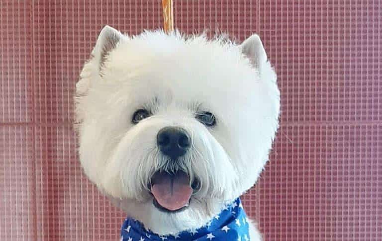 Quanto è predisposto il Westie a problemi di salute? Cosa devi sapere
