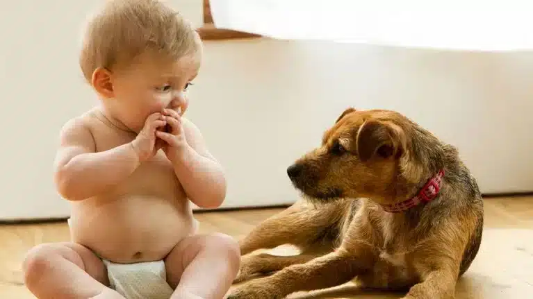 L'impatto dell'introduzione di un neonato in una casa con animali domestici