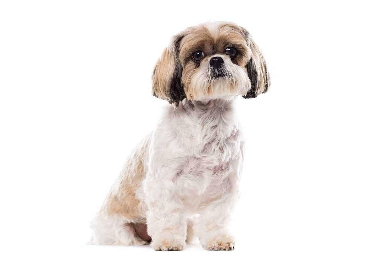 Is a Shih Tzu suitable for an apartment or does it need a yard?