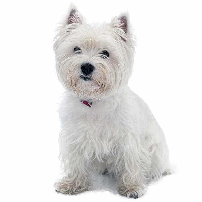 Het energieniveau van een Westie: hoeveel beweging heeft hij dagelijks nodig?