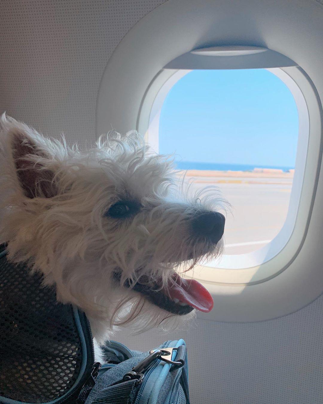 Wie Sie mit einem Westie reisen: Tipps für stressfreie Fahrten
