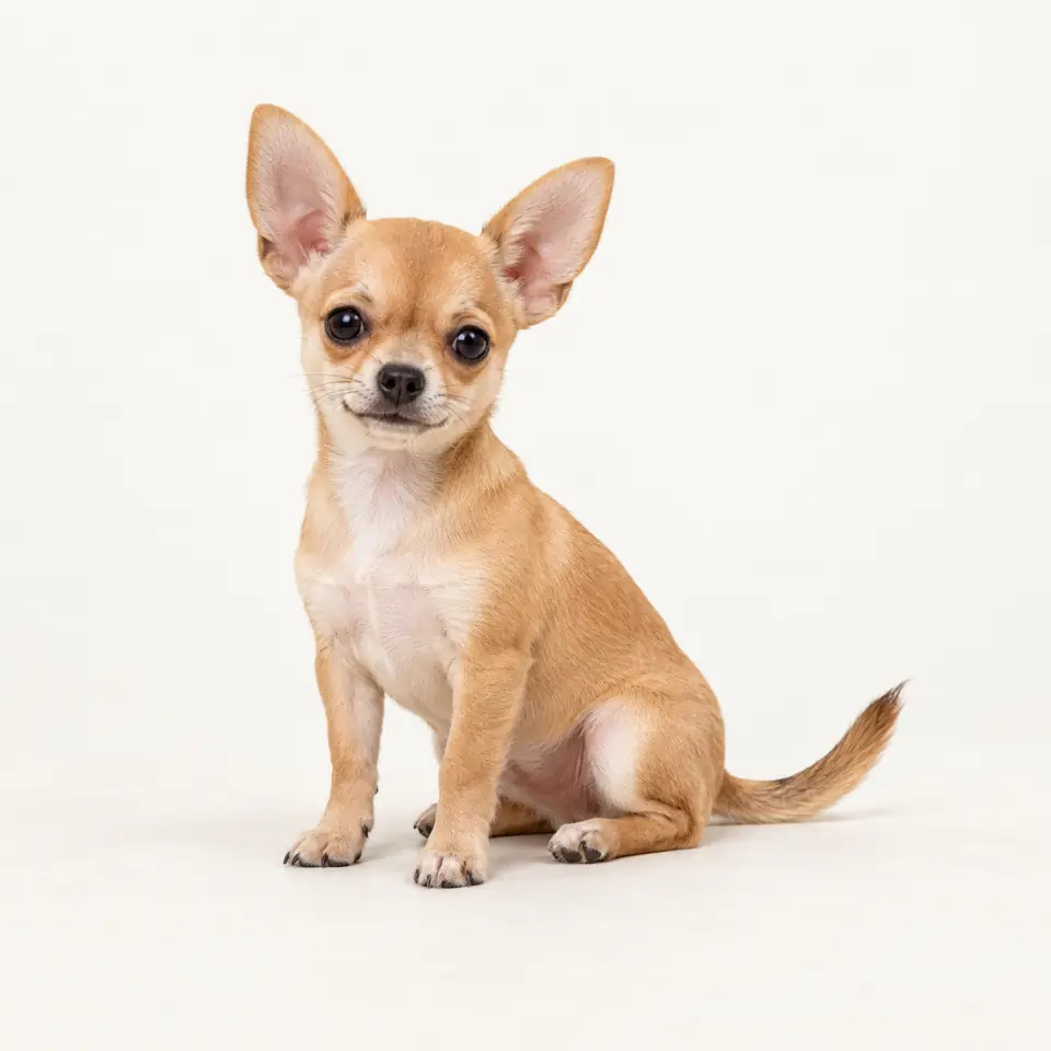 Pui Chihuahua — imagine de prezentare.