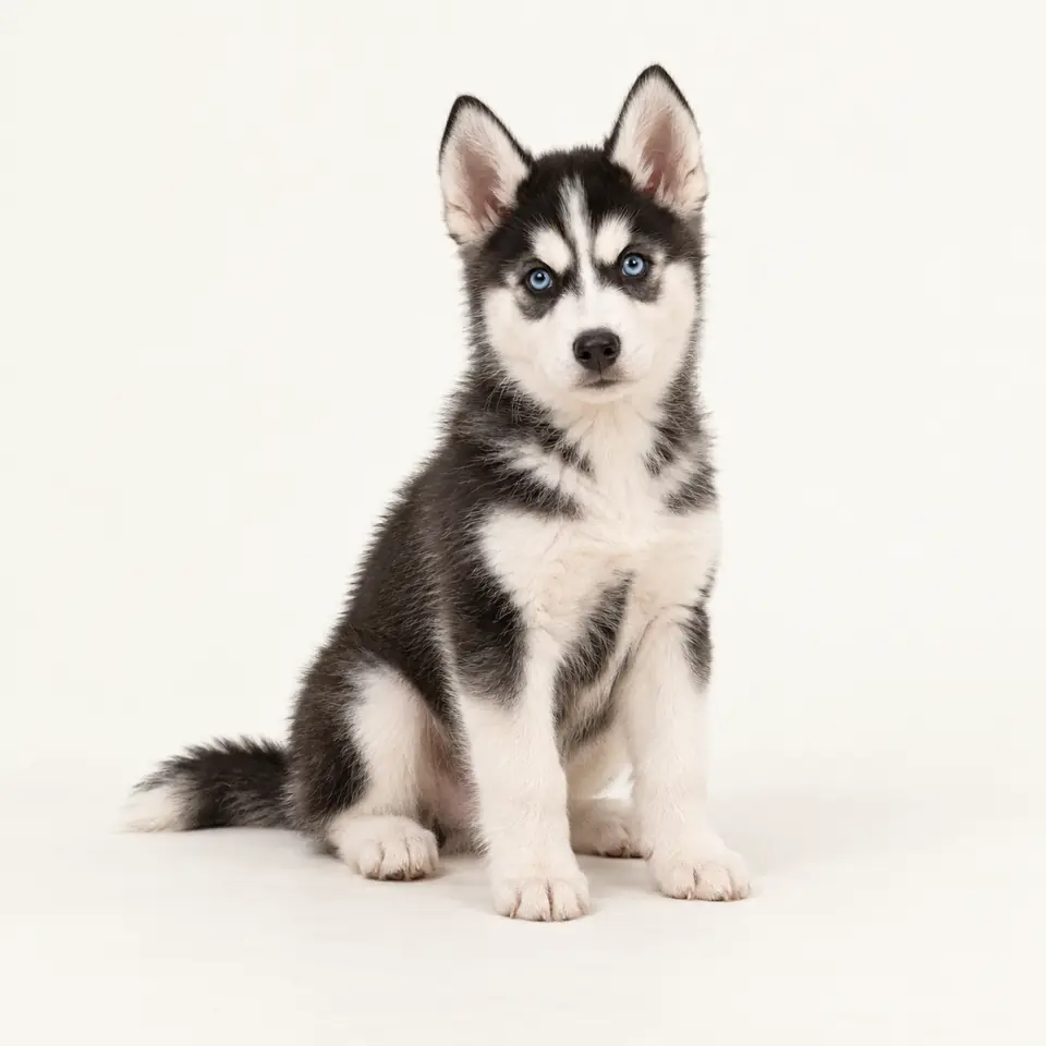 Pui Husky Siberian — imagine de prezentare.