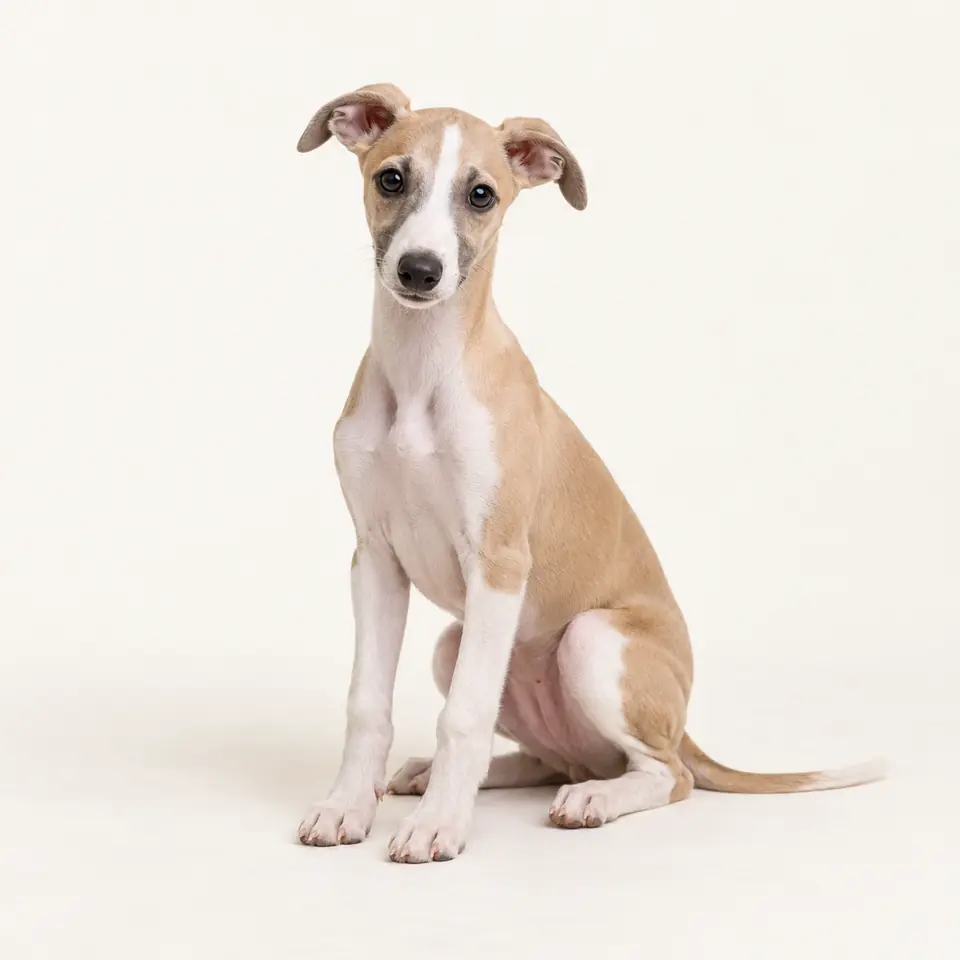 Pui Whippet — imagine de prezentare.