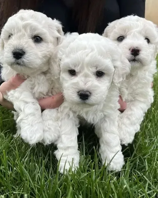 Bichon Frisé. www.BucuriaCasei.ro #bichonfrise #bichonfrisepuppy #bichonfriseofinstagram #bichonfriseworld #bichonfrise_feature #bichonfriselovers #bichonfrise1