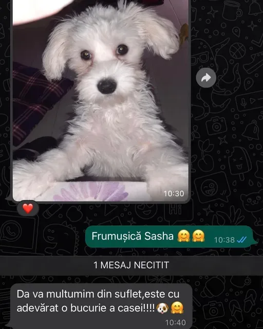 Recensie vrouwelijke Maltezer Bichon.