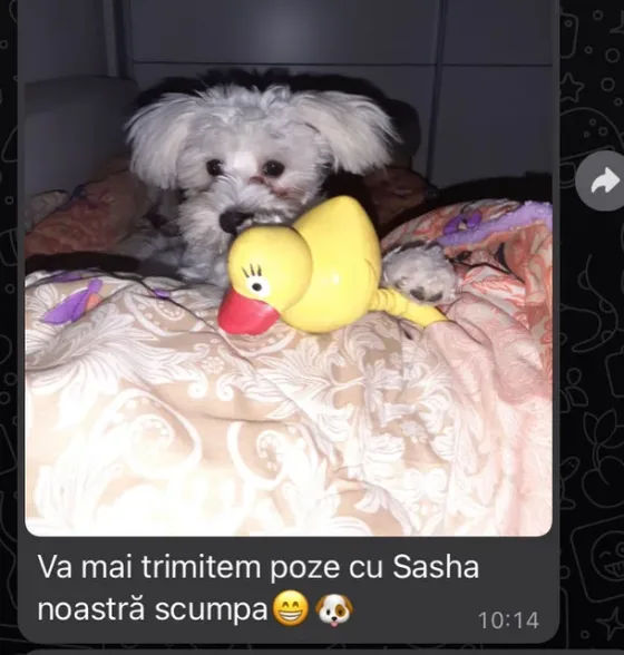 Recensie vrouwelijke Maltezer Bichon.