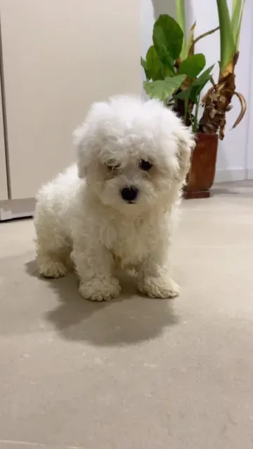 Mannelijke Bichon Frisé. www.BucuriaCasei.ro #bichonfrise #frise #bichon #bichonfrisé #bichonfrisepuppy #bichonfriseofinstagram