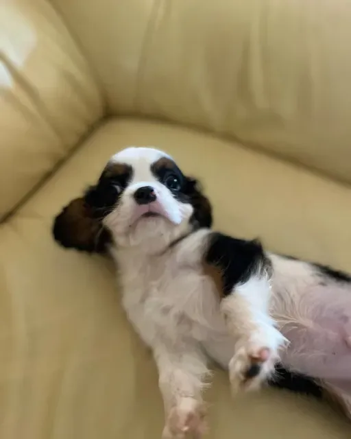 Mannelijke driekleurige Cavalier King Charles Spaniël. www.BucuriaCasei.ro #cavalier #cavalierkingcharlesspaniel #cavaliers #cavalierslove_feature #cavalierworl