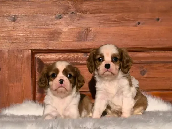 Cavalier King Charles Spaniël Blenheim. www.BucuriaCasei.ro #cavalier #cavalierkingcharlesspaniel #cavaliers #cavalierworld #cavalierclub #cavalierlife