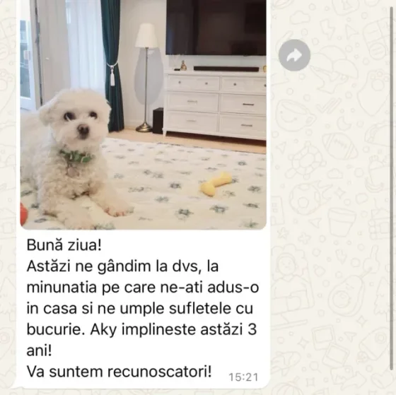 Bichon Bolognese recensie.