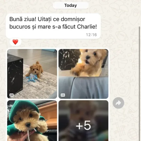 Mannelijke Maltipoo recensie.
