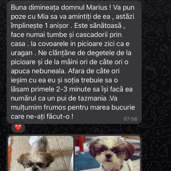 Recenze fenky Shih Tzu.