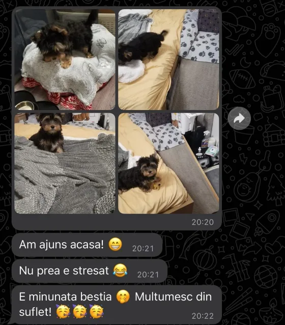 Recenze psa Jorkšírský teriér.