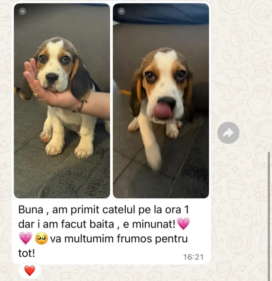 🐾✨ Egy új kezdet Kölnben! ✨🐾 Ez a bájos Beagle kölyök biztonságban megérkezett új családjához Németországban 🇩🇪, ahol már az első pillanattól sok szeretettel és gondoskodással 